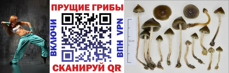 сколько стоит  Прокопьевск  Псилоцибиновые грибы MAGIC MUSHROOMS 